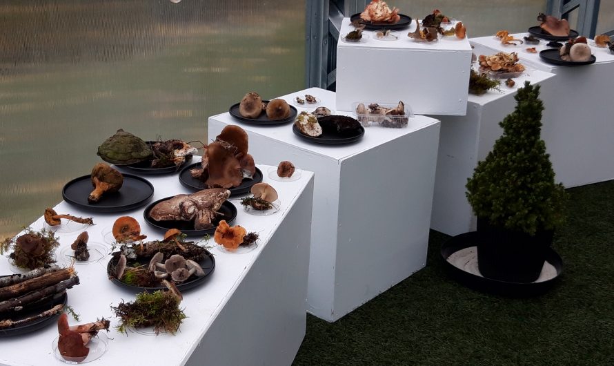 Vai atpazīsti sēnes?